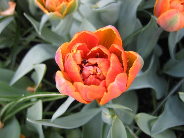 Tulipano — Foto Stock