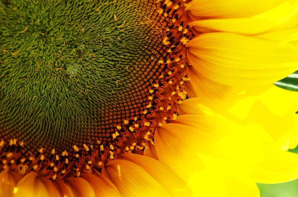 Květy slunečnice — Stock fotografie