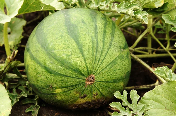Water-melon plantation — Stock Photo, Image