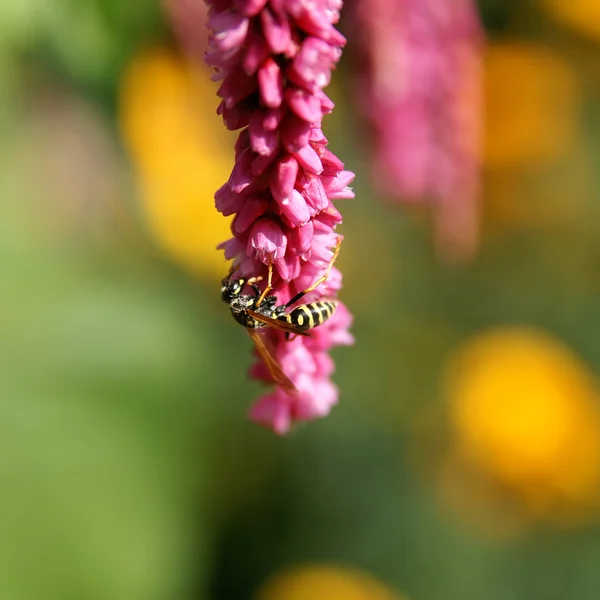 Wasp on the flower — Stock Photo, Image