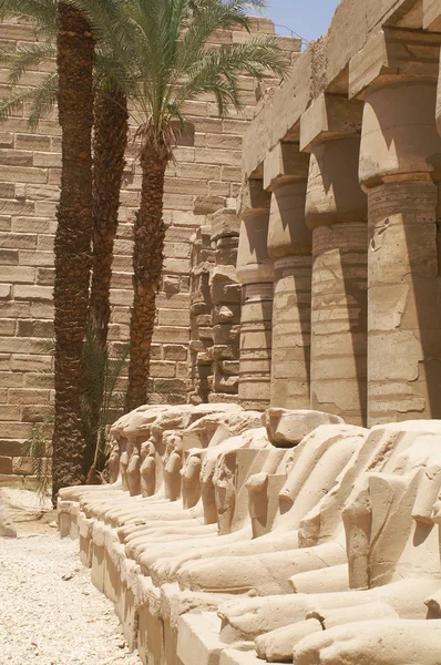 埃及 ram — 图库照片