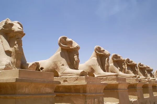 Egitto ariete — Foto Stock