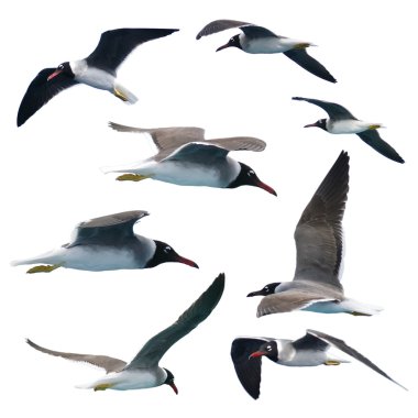 Gulls clipart