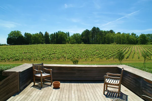 Виноградная плантация — стоковое фото