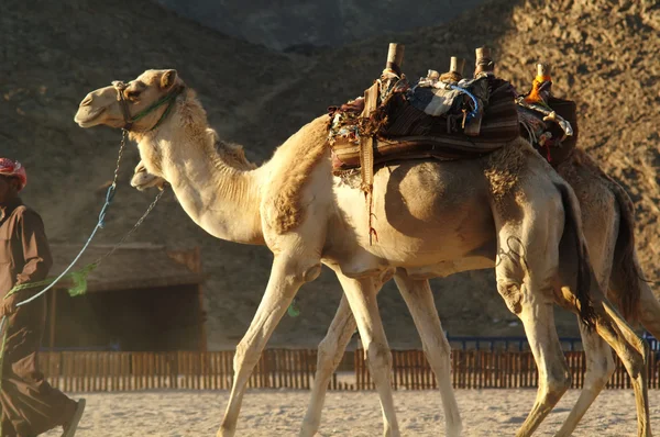Καμήλα 23 — Φωτογραφία Αρχείου