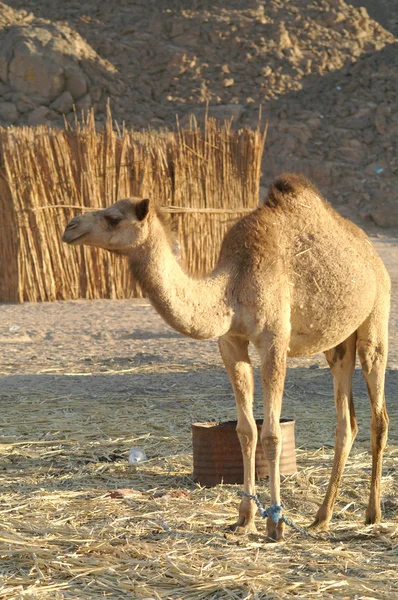 Kamel 23 — Stockfoto
