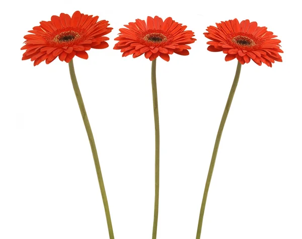 Drei Blumen — Stockfoto