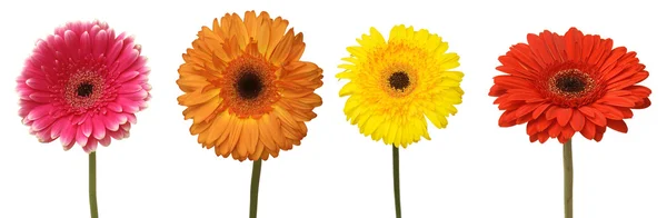 Четыре цветка — стоковое фото