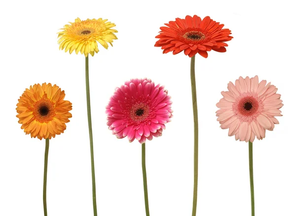 Beş çiçek — Stok fotoğraf