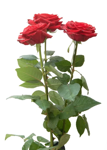 Tři růže — Stock fotografie