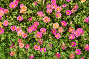 Flowers purslane clipart