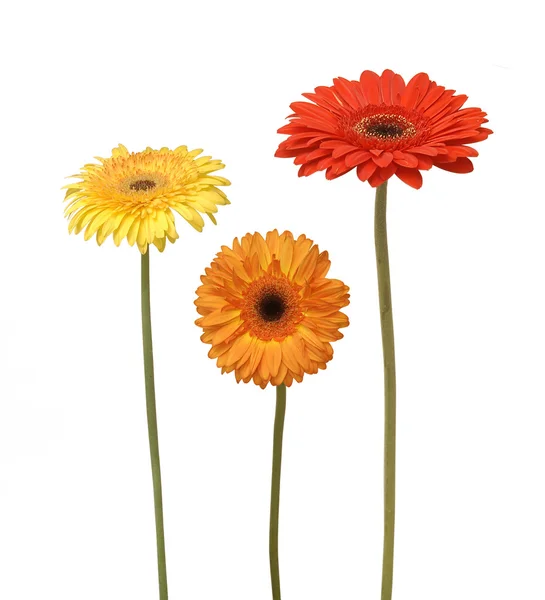 Три квітки — стокове фото