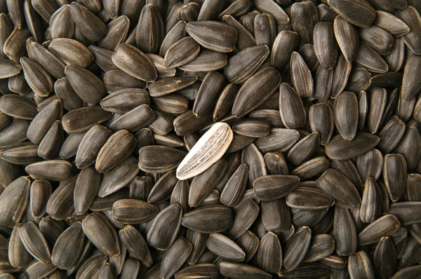 Slunečnicová semínka — Stock fotografie