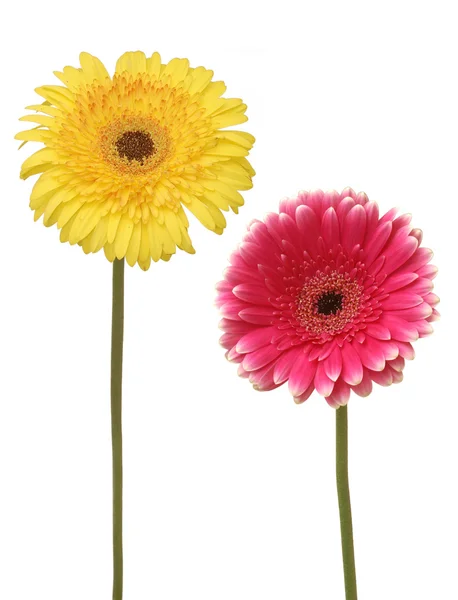Two flowers — Stock Photo, Image