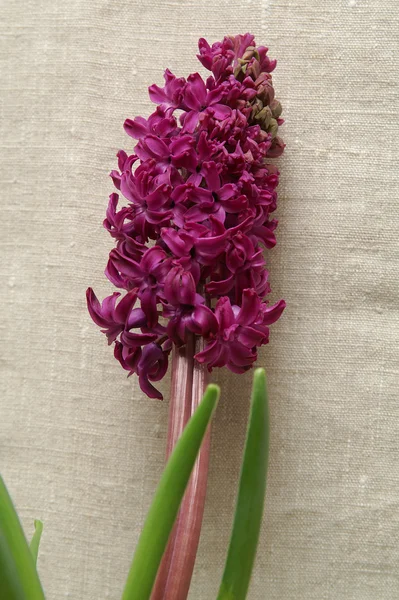 Hyacinth 5 — Stock Photo, Image