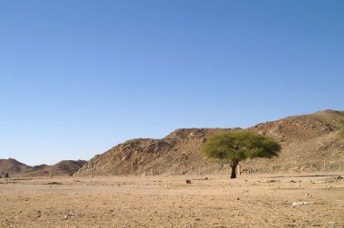 Mısır