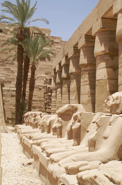 Египетский рам — стоковое фото