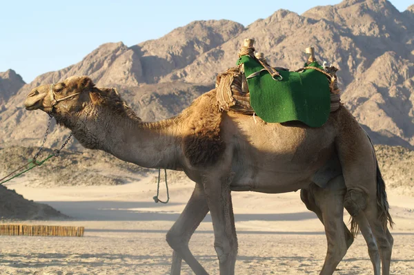 Camel 13 — Stock Photo, Image