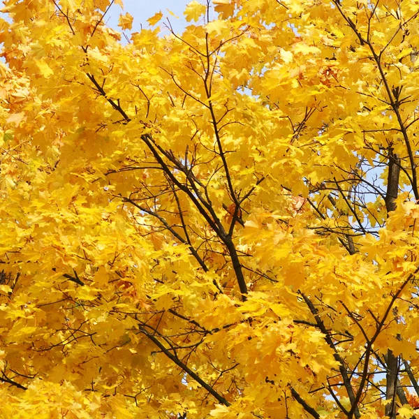 stock image Maple leaves