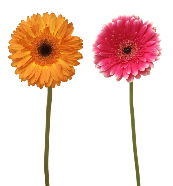 Дві квітки — стокове фото
