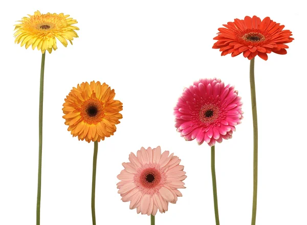Cinco flores — Fotografia de Stock
