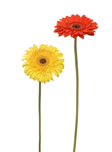 Két virág — Stock Fotó
