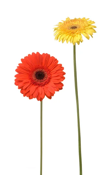 Zwei Blumen — Stockfoto