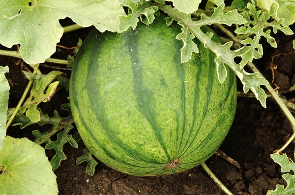 Plantação de melancias — Fotografia de Stock