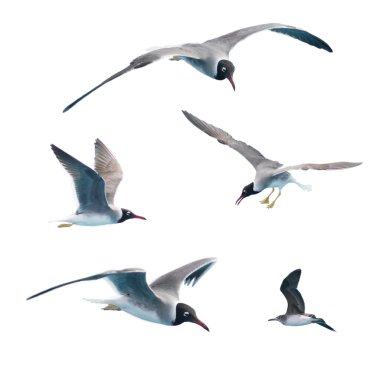 Gulls 34 clipart