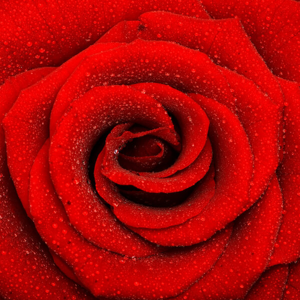 One beautiful rose, close-up, background