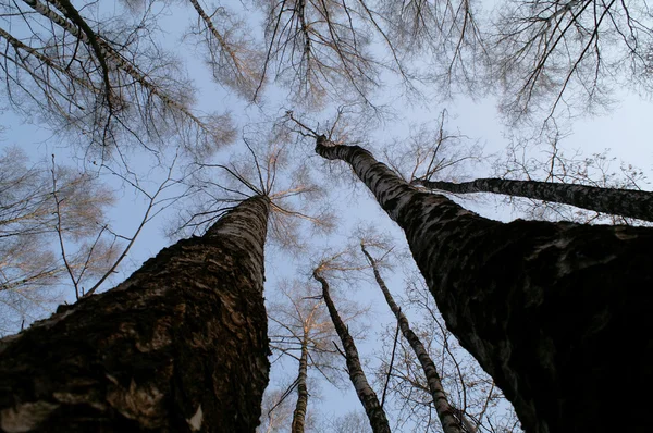 A fák tetejét — Stock Fotó