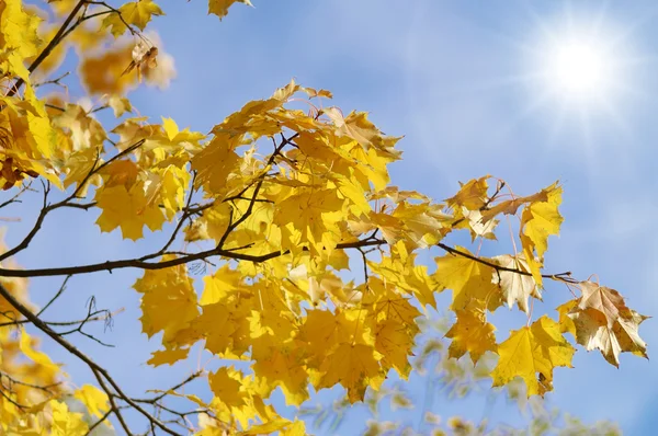 stock image Maple leaves