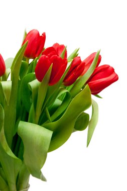 Red tulips clipart