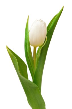 White tulip clipart