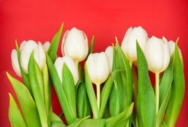 Tulips clipart