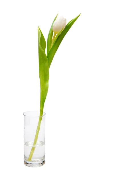 Jeden Tulipán — Stock fotografie