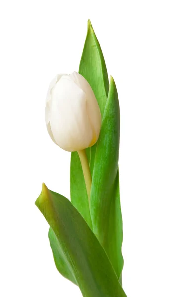 Tulipa branca — Fotografia de Stock