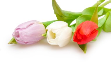 Tulips clipart