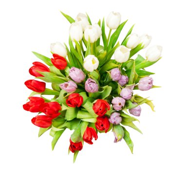 Tulips clipart