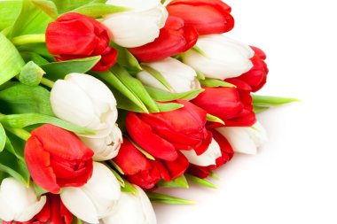 Tulips clipart