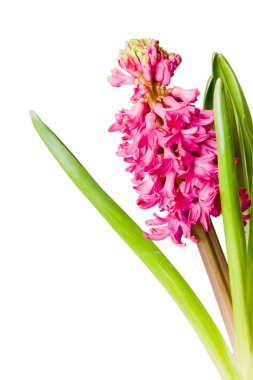 Hyacinth clipart