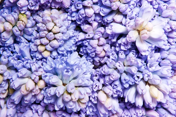 Stock image Hyacinth