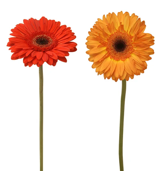 Two flowers — Stock Photo, Image