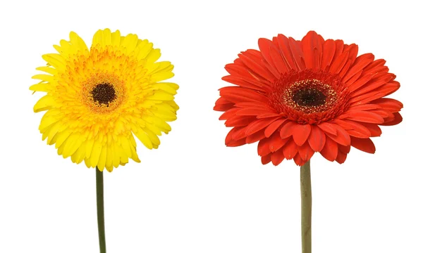 Due fiori — Foto Stock