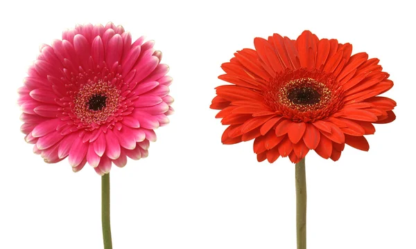Twee bloemen — Stockfoto