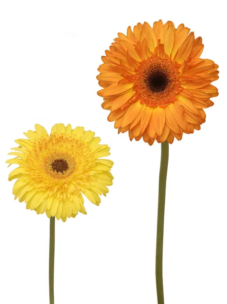 Dwoje kwiaty — Zdjęcie stockowe