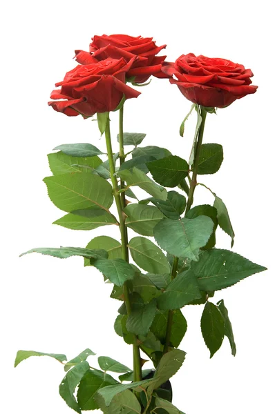 Três rosas — Fotografia de Stock