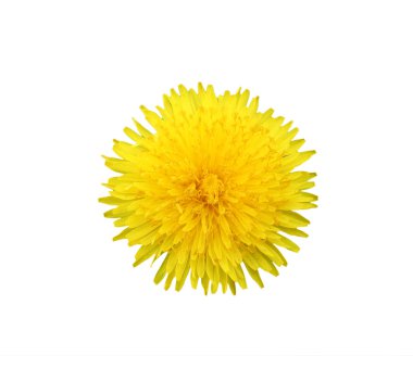 Dandelion isolated clipart