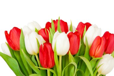 Tulips clipart