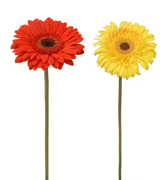 Két virág — Stock Fotó